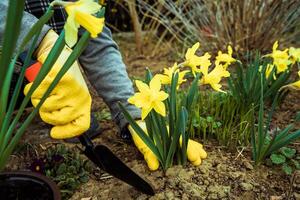 hands in yellow gloves dig in the garden blooming yellow daffodils for transplanting and sale 1 photo