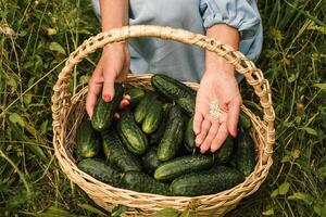 Pepino semillas en hembra manos encima un cesta con un cosecha de Fresco vegetales 1 foto