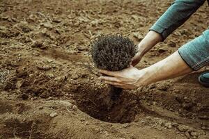 hombre plantas un arbusto en el jardín, sostiene un agujero para plantando en el suelo en el primavera 1 foto