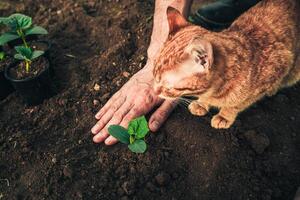 un hombre con un rojo gato plantas Fresco verde plántulas de pepinos, calabacín, melones o calabazas en el suelo 1 foto