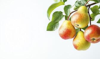 Pears hanging on tree branch with green leaves isolated on white background photo