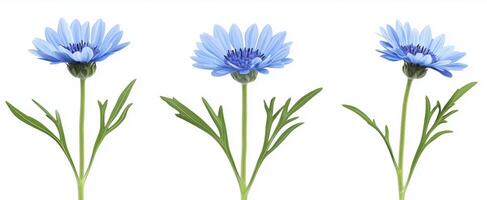 Blooming blue knapweed flowers isolated on white background with clipping path photo