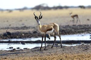 Springbok with legs covered with mud at waterhole photo
