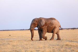 Stompy the elephant in Nxai Pan NP photo