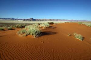Red sand dunes with green grass photo