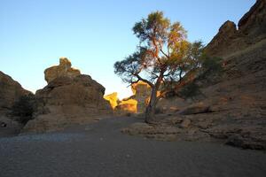 Lone tree in Sesriem Canyon photo