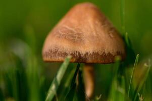Close-Up of Mushrooms Sprouting on Lush Grass photo