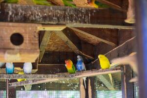 Brightly colored parrots resting on a wooden perch inside an aviary in Cyprus. Exotic tropical birds in a cage, sunny Mediterranean setting, vibrant plumage. photo
