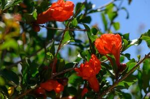 Pomegranate Blossoms on Branch in Cyprus Sunlight photo
