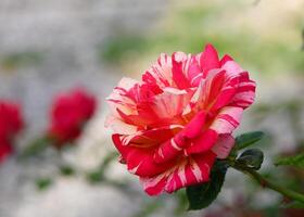 Macro Image of Bicolor Yellow Red Rose Bloom photo