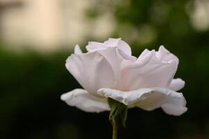 Closeup of Cream-Colored Rose in Soft Light photo