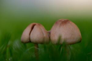 Wild mushrooms emerging through soft green grass in close-up. Natural and organic outdoor scene. photo