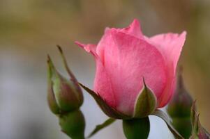 Delicate pink rose illuminated by warm sunset rays. Romantic floral scene with soft natural lighting. photo