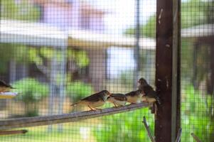 Pair of zebra finches inside a cage in Cyprus. Small exotic birds with striped plumage, sitting on a perch. Captive tropical birds in a Mediterranean setting. photo