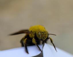 Macro photograph of a carpenter bee feeding on a flower in Cyprus. Detailed view of insect anatomy and floral interaction in natural light. photo