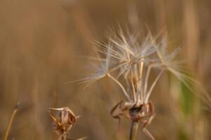 Single dandelion in golden light. Fluffy seeds glowing softly in calm evening atmosphere. photo