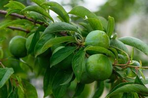 Green Plums Growing on Tree Branch in Sunlight photo