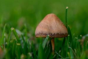 Tiny Wild Mushrooms in Fresh Green Grass Close-Up photo