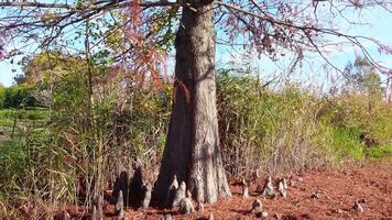 Red brown and rounded cones of Taxodium distichum secrest growing deciduous, ornamental tree the leaf turn red in Australia winter season, image against blue sky background, panning from down to top video