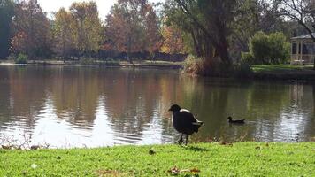 Coot waterbird or Eurasian coot predominantly black plumage standing alone near river in Victoria, Australia video