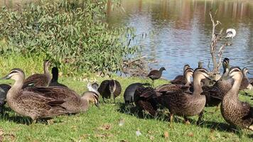 Close up a group of Australian Wood Duck is also known as the Maned Duck or the Maned Goose, get feeding on a green grass field, Victoria, Australia video