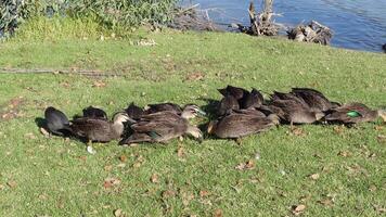 A group of Australian Wood Duck is also known as the Maned Duck or the Maned Goose, get feeding on a green grass field, Victoria, Australia video