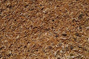 Natural background with golden wheat grains in a heap, close-up texture view. photo