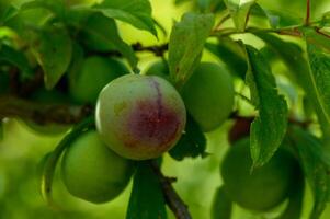 Green Plums Growing on a Tree Branch in a Cypriot Garden photo