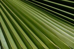 Close-up of tropical palm leaves forming a natural green background. Sunlight and shadows create an exotic texture. photo