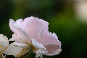 Macro view of a delicate cream rose with soft petals and natural lighting. photo