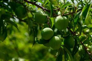 Close view of green unripe plums forming on a branch under the warm Cypriot sun. photo