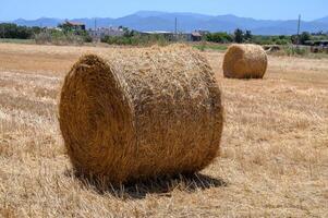 Straw Bales on a Field in Cyprus under Sunny Sky photo