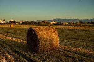 Round straw bales rest on a sunlit field during sunset in Cyprus. photo