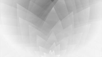 White and Black color simple and elegant moving flower petals modern design loop able floral background video