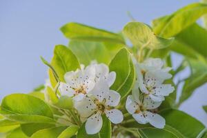 White flowers in spring on a pear tree. The tree is blooming. photo