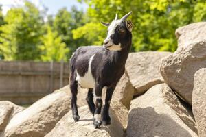 A small black and white goat is perched on top of large rocks in a bright, sunny outdoor area, with lush green trees in the background. The goat appears curious and alert photo