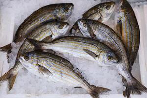 Freshly caught Sarpa salpa also called dreamfish, salema, salema porgy, cow bream or goldline, from a species of sea bream in the box on the counter at the greek fish market. Horizontal. From above. photo