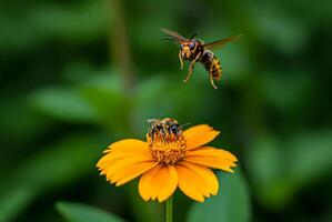 Hornet attacking honeybee on orange flower, insect conflict and survival in nature, macro photography, pollination danger concept photo