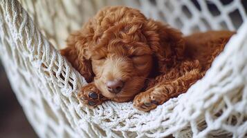 A charming golden doodle puppy relaxing peacefully in a soft, knitted hammock with a sweet expression. A cute golden doodle puppy resting comfortably in cozy, white hammock A relaxed puppy is sleeping photo