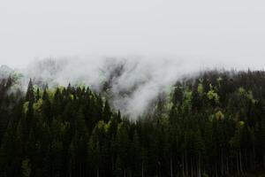 The majestic beauty of a lush forest embraced by a soft, ethereal mist during daylight hours. A majestic view of a lush green forest shrouded in mist, the beauty of nature's tranquility and serenity. photo