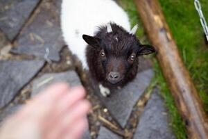 A charming goat with a dark brown face and small horns looks up with curiosity. A curious goat with a white and black coat looks up towards the camera, extending a hand for interaction. photo