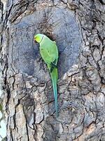 Green parakeet on a tree photo