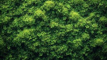 Lush green foliage wall texture background photo