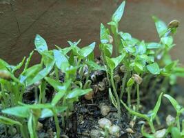Water drops close up view on small plants in the soil photo