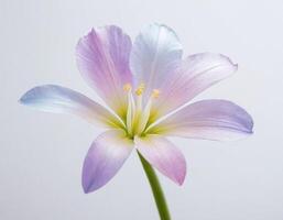 Soft translucent single flower isolated on pure white background, showcasing detailed petals and a clean minimalistic style ideal for botanical art and sophisticated design layouts photo