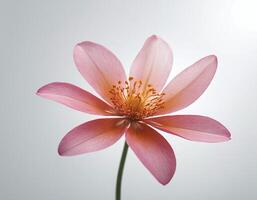 Close-up of a detailed single flower with translucent soft petals isolated on white, offering a clean and fresh look for botanical illustrations or sophisticated floral branding photo