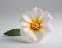 Elegant single flower image with soft translucent petals isolated on white background, showcasing intricate details and a clean minimalistic style suitable for various design uses photo