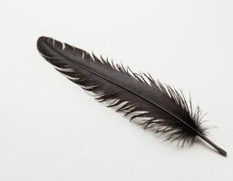 Black feather isolated with high detail on a pure white background, showcasing elegant minimalist realism suitable for product packaging, logos, or fine art prints photo
