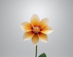 Soft translucent petals on a detailed single flower isolated against a white background, creating a clean and airy botanical design perfect for natural and refined aesthetics photo