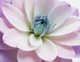 Beautiful detailed single flower with soft translucent petals isolated on a pure white background, ideal for high-quality floral artwork and delicate design compositions photo